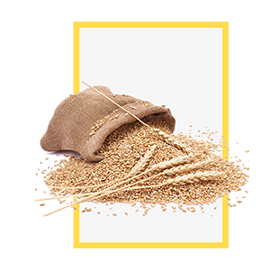 Barley Malt Powder | Malt extract liquid